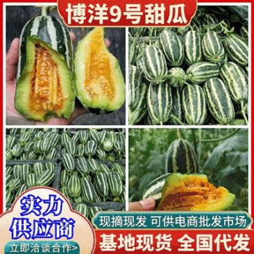 《博洋9号甜瓜》安阳甜瓜,现摘现发,对接电商商超。
