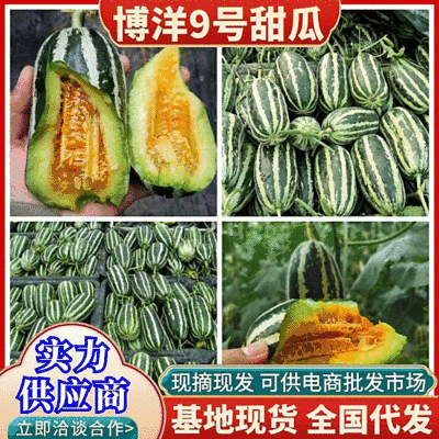 《博洋9号甜瓜》安阳甜瓜，现摘现发，对接电商商超。