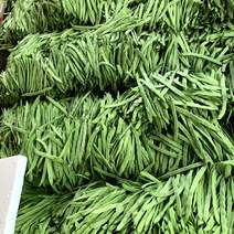 山东精品扁芸豆货源充足价格产地直发发全国市场欢迎咨询
