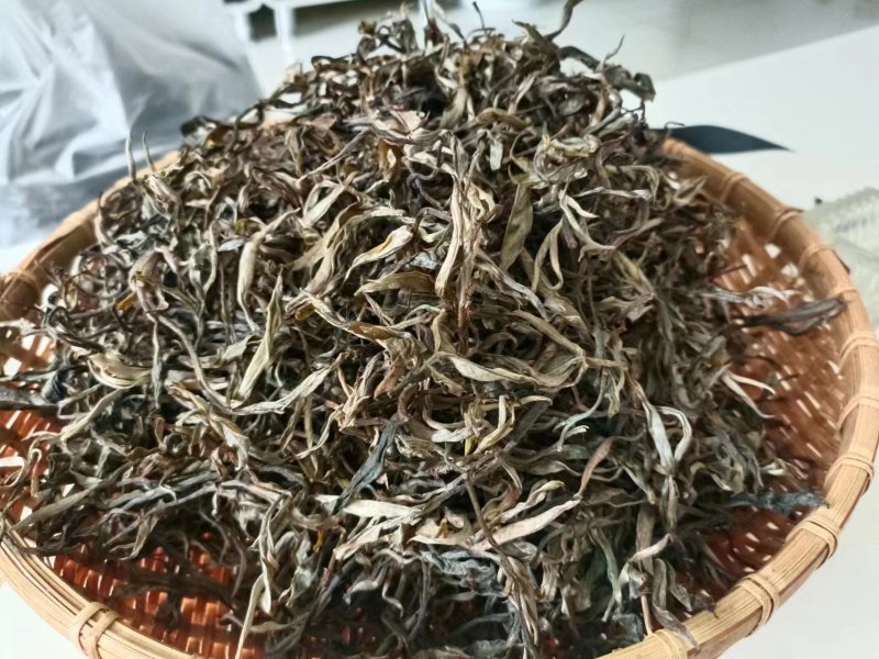 【自家种植】云南普洱茶烤青普洱茶晒青欢迎抢购