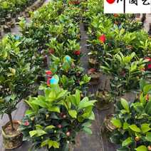 出售精品四季茶花盆栽成都苗圃基地直销0.5-1.5米