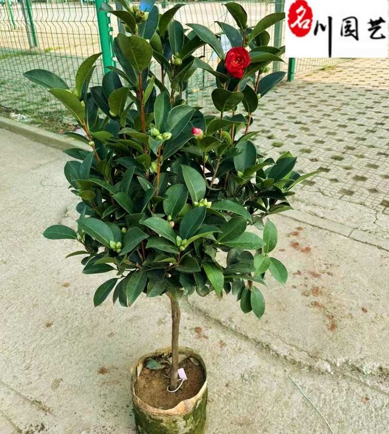 出售精品四季茶花盆栽成都苗圃基地直销0.5-1.5米