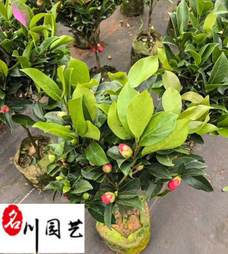 出售精品四季茶花盆栽成都苗圃基地直销0.5-1.5米