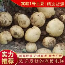 【绥中土豆】实验1号土豆大量供应可视频欢迎咨询