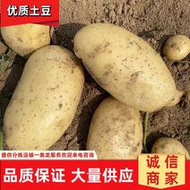 【沃土5号土豆】绥中土豆现挖现发量大从优欢迎咨询