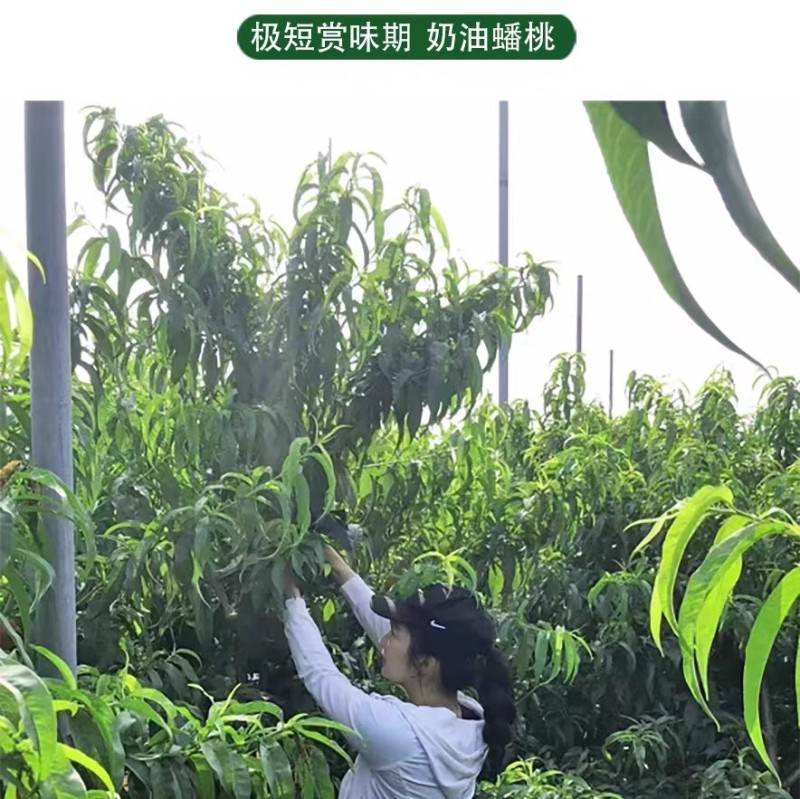 蒙阴奶油蟠桃奶油白蟠桃小油蟠桃一件代发露天油蟠桃