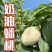 蒙阴奶油蟠桃奶油白蟠桃小油蟠桃一件代发露天油蟠桃