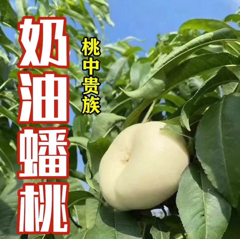蒙阴奶油蟠桃奶油白蟠桃小油蟠桃一件代发露天油蟠桃