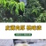 蒙阴奶油蟠桃奶油白蟠桃小油蟠桃一件代发露天油蟠桃