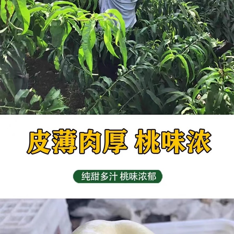 蒙阴奶油蟠桃奶油白蟠桃小油蟠桃一件代发露天油蟠桃