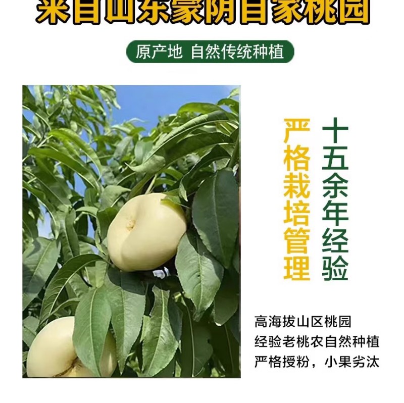 蒙阴奶油蟠桃奶油白蟠桃小油蟠桃一件代发露天油蟠桃