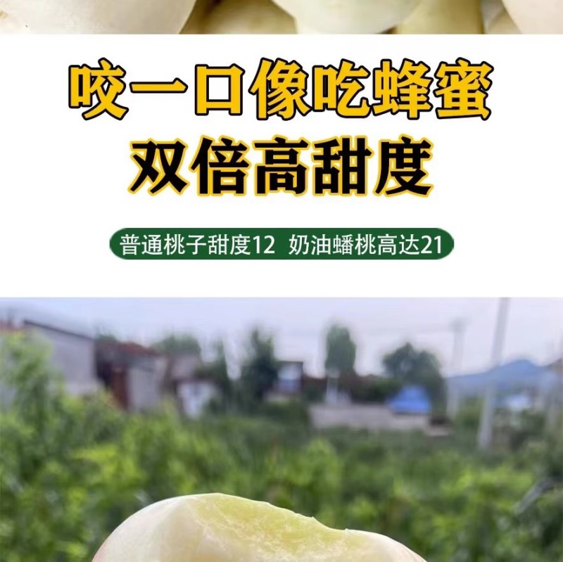 蒙阴奶油蟠桃奶油白蟠桃小油蟠桃一件代发露天油蟠桃