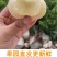 蒙阴奶油蟠桃奶油白蟠桃小油蟠桃一件代发露天油蟠桃