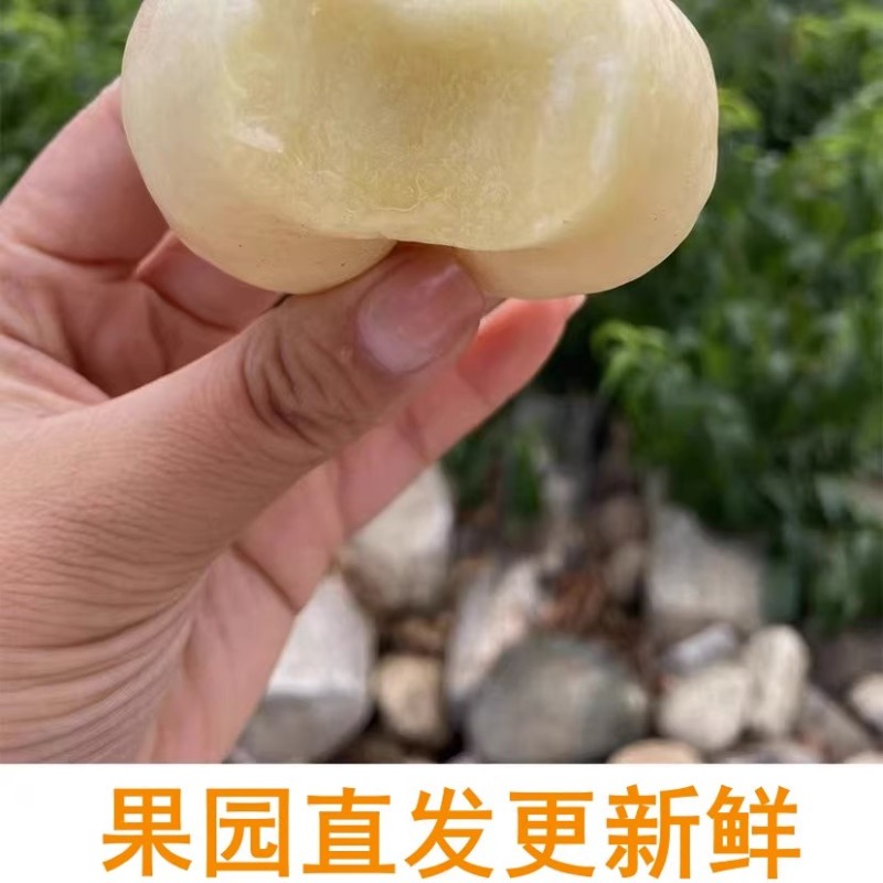 蒙阴奶油蟠桃奶油白蟠桃小油蟠桃一件代发露天油蟠桃