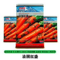 胡萝卜种子法国红盛提供技术指导包售后