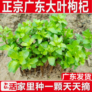 枸杞树苗食用枸杞叶苗大叶枸杞苗南方新鲜蔬菜枸杞种植苗