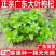 枸杞树苗食用枸杞叶苗大叶枸杞苗南方新鲜蔬菜枸杞种植苗