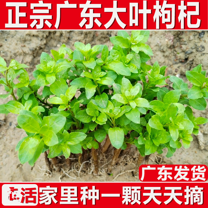 枸杞树苗食用枸杞叶苗大叶枸杞苗南方新鲜蔬菜枸杞种植苗