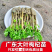 枸杞树苗食用枸杞叶苗大叶枸杞苗南方新鲜蔬菜枸杞种植苗
