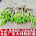 枸杞树苗食用枸杞叶苗大叶枸杞苗南方新鲜蔬菜枸杞种植苗
