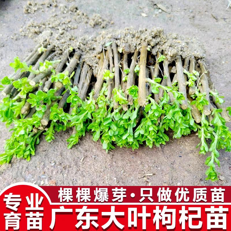 枸杞树苗食用枸杞叶苗大叶枸杞苗南方新鲜蔬菜枸杞种植苗