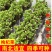 枸杞树苗食用枸杞叶苗大叶枸杞苗南方新鲜蔬菜枸杞种植苗