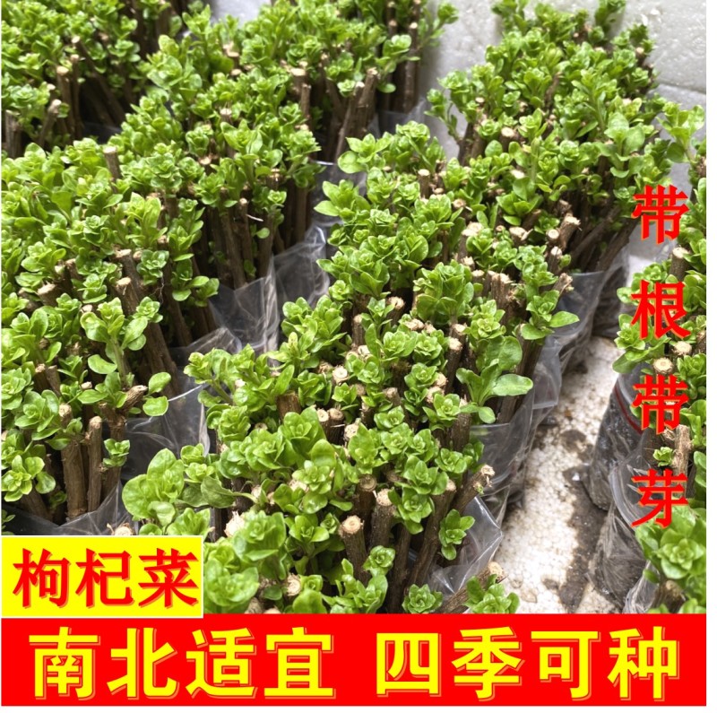 枸杞树苗食用枸杞叶苗大叶枸杞苗南方新鲜蔬菜枸杞种植苗