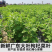 枸杞树苗食用枸杞叶苗大叶枸杞苗南方新鲜蔬菜枸杞种植苗