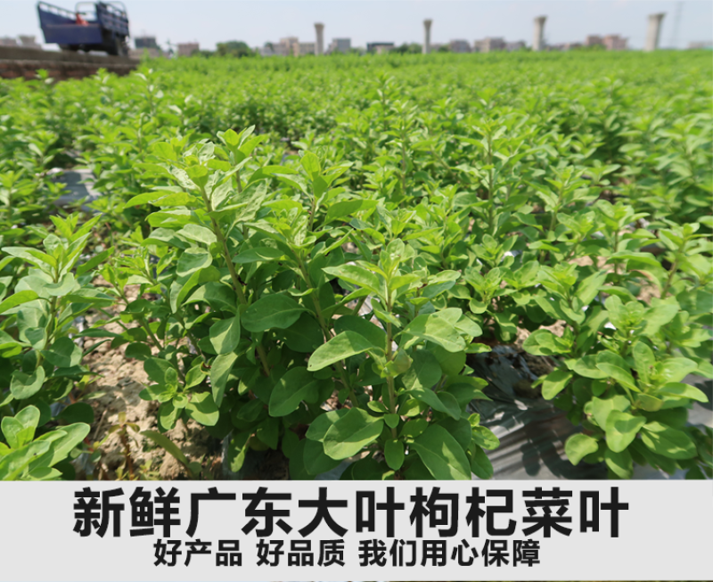 枸杞树苗食用枸杞叶苗大叶枸杞苗南方新鲜蔬菜枸杞种植苗