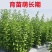 枸杞树苗食用枸杞叶苗大叶枸杞苗南方新鲜蔬菜枸杞种植苗