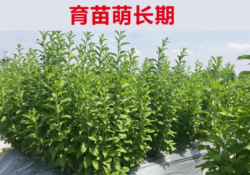 枸杞树苗食用枸杞叶苗大叶枸杞苗南方新鲜蔬菜枸杞种植苗
