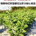 枸杞树苗食用枸杞叶苗大叶枸杞苗南方新鲜蔬菜枸杞种植苗