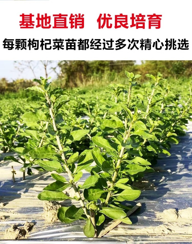 枸杞树苗食用枸杞叶苗大叶枸杞苗南方新鲜蔬菜枸杞种植苗