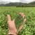 枸杞树苗食用枸杞叶苗大叶枸杞苗南方新鲜蔬菜枸杞种植苗