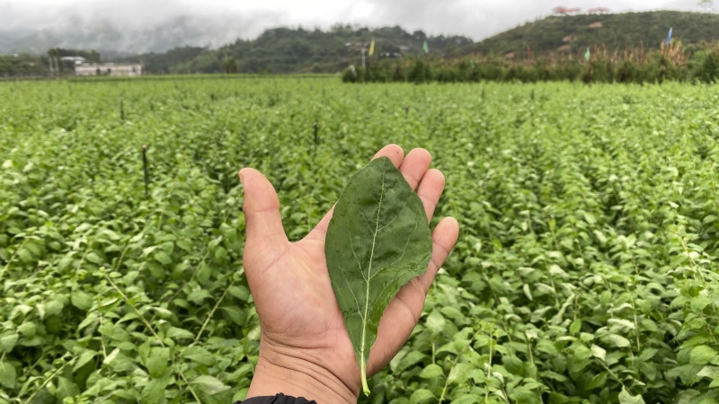 枸杞树苗食用枸杞叶苗大叶枸杞苗南方新鲜蔬菜枸杞种植苗