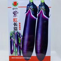 茄子种子紫红长茄种子厂家直发提供技术