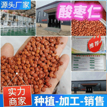 【酸枣仁】源头厂家权威检测种植加工销售一体化安国