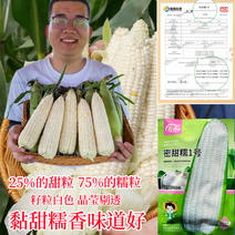 白糯玉米种子提供技术指导厂家直发诚信经营