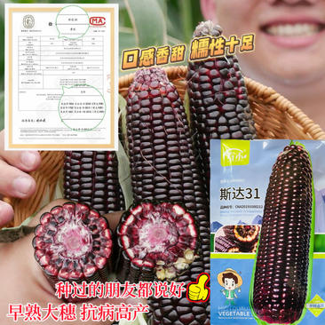 黑玉米种子提供技术指导厂家直发诚信经营
