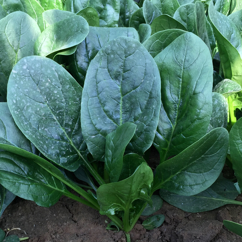 耐热菠菜种子耐抽苔皇家贵族菠菜种子油绿大叶适宜8℃-36