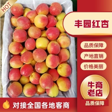 丰园红杏子批发，金太阳杏子基地价格，陕西杏子产地行情