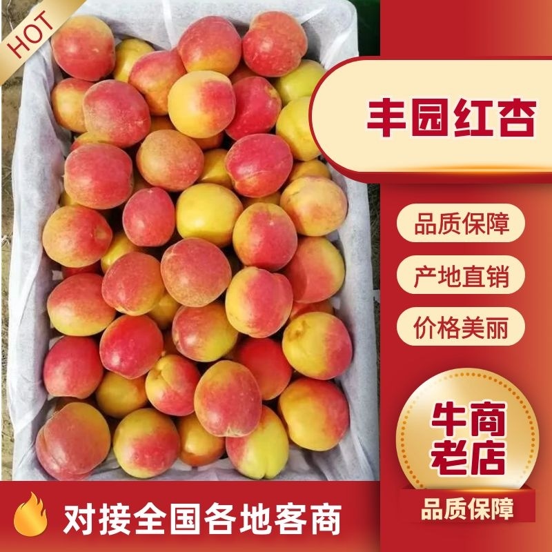 丰园红杏子批发，金太阳杏子基地价格，陕西杏子产地行情