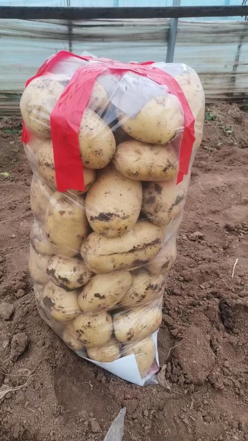 绥中土豆实验1号土豆大量供应对接全国市场电商商超