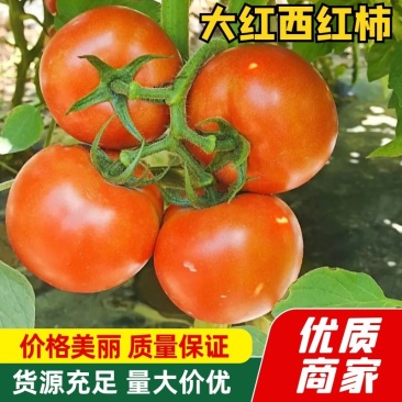 精品西红柿基地直供。量大从优质量保证欢迎咨询