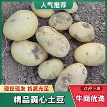 江苏徐州土豆精品黄心土豆品质全国发货大量上市中