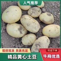 江苏徐州土豆精品黄心土豆品质保障全国发货大量上市中