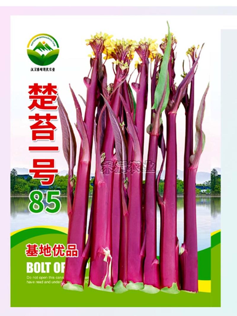 正宗武汉红菜苔种子批2克洪山菜苔种子湖北脆嫩早熟秋冬高产