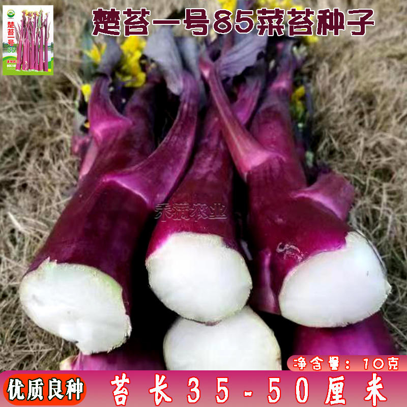 正宗武汉红菜苔种子批2克洪山菜苔种子湖北脆嫩早熟秋冬高产
