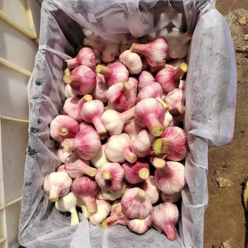 【万亩规模】实力供货鲜蒜紫皮蒜干蒜产地直供货源充足价格美丽