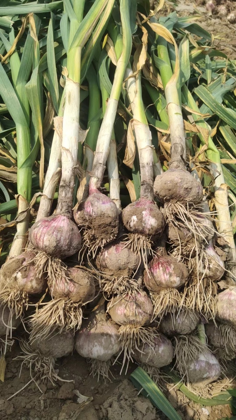 【万亩规模】实力供货鲜蒜紫皮蒜干蒜产地直供货源充足价格美丽